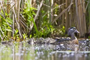 Brood Prints: USA, Seattle, Washington. Female Wood Duck with large brood of chicks on Union Bay