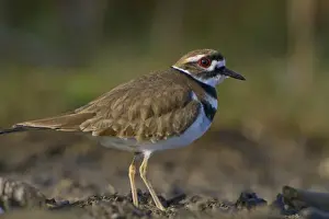 Images Dated 9th January 2010: USA, Seattle, Washington. Killdeer on mudflat in Union Bay on Lake Washington