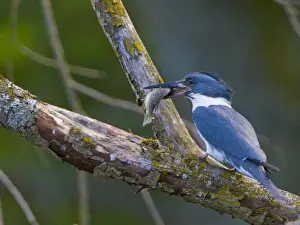 Seattle Prints: USA, Seattle, Washington. Male Belted Kingfisher with fish, near Foster Island, Union Bay