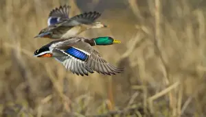 Male Animal Prints: USA, Seattle, Washington. Male and female Mallard flying near Lake Washington