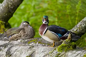Images Dated 24th May 2010: USA, Seattle, Washington. Male and Female Wood Ducks near Foster Island, Arboretum
