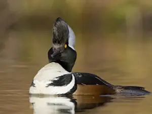 Images Dated 25th January 2010: USA, Seattle, Washington. Male Hooded Merganser displaying with raised hood
