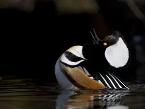 Images Dated 18th March 2010: USA, Seattle, Washington. Male Hooded Merganser rearing back and displaying with raised hood