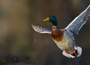 Dabbler Prints: USA, Seattle, Washington. Male Mallard blasts off Lake Washington on Union Bay