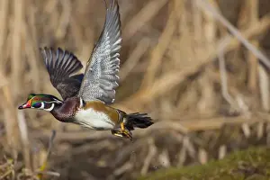 Male Animal Prints: USA, Seattle, Washington. Male Wood Duck takes flight on Union Bay, Lake Washington