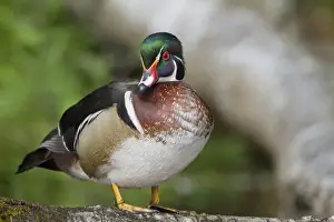 Images Dated 24th May 2010: USA, Seattle, Washington. Male Wood Ducks near Foster Island, Arboretum