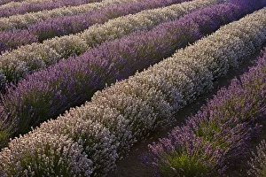 Images Dated 12th June 2020: USA, Sequim, Washington State, field of Lavender