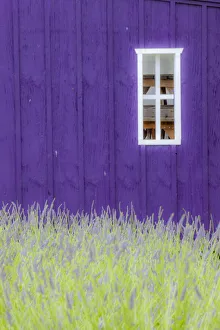 USA, Sequim, Washington State, field of Lavender and Lavender painted wood barn