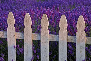USA, Sequim, Washington State, field of Lavender White Picket Fence