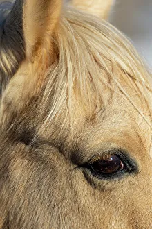 Images Dated 9th June 2022: USA, Shell, Wyoming. Hideout Ranch close-up of horses eye. (PR)