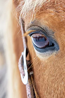 Images Dated 9th June 2022: USA, Shell, Wyoming. Hideout Ranch close-up of horses eye. (PR)