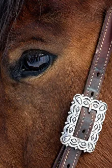 Images Dated 9th June 2022: USA, Shell, Wyoming. Hideout Ranch close-up of horses eye. (PR)
