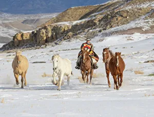 USA, Shell, Wyoming. Hideout Ranch cowboy riding and herding horses in snow. (PR, MR)