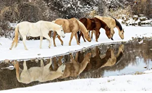 Images Dated 9th June 2022: USA, Shell, Wyoming. Hideout Ranch horses in reflection Shell Creek. (PR, MR)