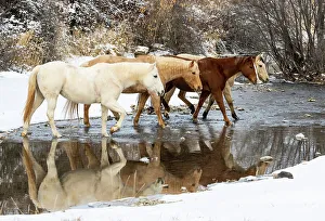 Images Dated 9th June 2022: USA, Shell, Wyoming. Hideout Ranch horses in reflection Shell Creek. (PR, MR)