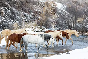 Images Dated 9th June 2022: USA, Shell, Wyoming. Hideout Ranch horses in reflection Shell Creek. (PR, MR)