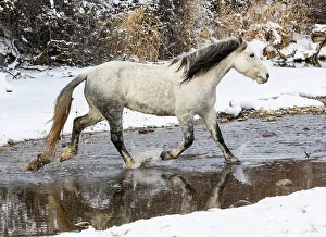 Images Dated 18th November 2022: USA, Shell, Wyoming. Hideout Ranch lone horse in snow. (PR, MR)