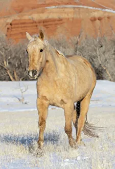 Images Dated 18th November 2022: USA, Shell, Wyoming. Hideout Ranch lone horse in snow. (PR, MR)
