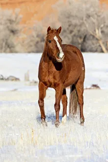 Images Dated 9th June 2022: USA, Shell, Wyoming. Hideout Ranch lone horse in snow. (PR, MR)