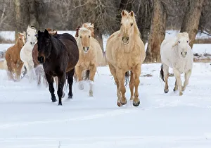 Images Dated 18th November 2022: USA, Shell, Wyoming. Hideout Ranch with small herd of horses in snow. (PR, MR)