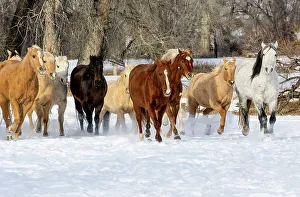 Images Dated 18th November 2022: USA, Shell, Wyoming. Hideout Ranch with small herd of horses in snow. (PR, MR)
