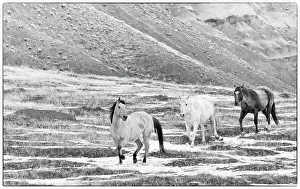 Images Dated 9th June 2022: USA, Shell, Wyoming. Hideout Ranch with small herd of horses in snow. (PR, MR)