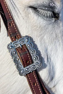 Silver Prints: USA, Shell, Wyoming. Hideout Ranch tack on horse. (PR, MR)
