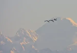 USA, Skagit bay, Washington. Trumpter Swans fly in morning light to the grain fields