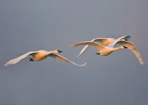 Swan Prints: USA, Skagit bay, Washington. Trumpter Swans fly in morning light to the grain fields