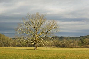 USA; Smoky Mountains NP; Lone tree in a field at Cades Cove
