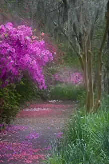 Images Dated 28th October 2008: USA, South Carolina. Blooming azaleas on Middleton Plantation. Credit as: Nancy Rotenberg