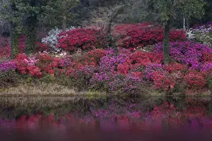 Images Dated 28th October 2008: USA, South Carolina. Blooming azaleas on Middleton Plantation. Credit as: Nancy Rotenberg