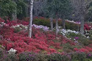 Images Dated 28th October 2008: USA, South Carolina. Blooming azaleas on Middleton Plantation. Credit as: Nancy Rotenberg