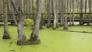 Images Dated 25th September 2014: USA, South Carolina, Charleston, Magnolia Plantation. Tupelo trees and boardwalk in swamp