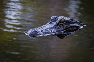 Images Dated 25th September 2014: USA, South Carolina, Charleston, Magnolia Plantation. Alligator head on pond surface