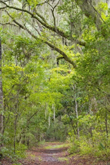 Images Dated 23rd September 2014: USA, South Carolina, Charleston, Edisto Beach State Park. Oak trees line trail. Credit as