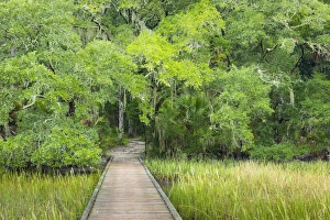 Images Dated 23rd September 2014: USA, South Carolina, Charleston, Edisto Beach State Park. Boardwalk over swamp. Credit as