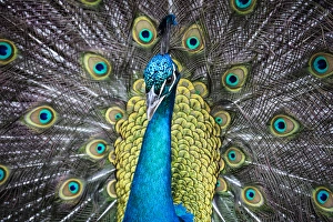 Images Dated 30th March 2016: USA, South Carolina, Charleston, The Inn at Middleton Place, Peacock