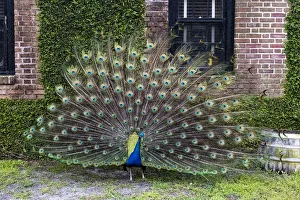 Images Dated 30th March 2016: USA, South Carolina, Charleston, The Inn at Middleton Place, Displaying Peacock