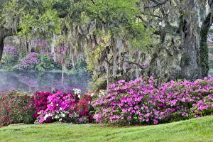 Images Dated 30th March 2016: USA, South Carolina, Charleston, The Inn at Middleton Place, Calm Among the Flowers