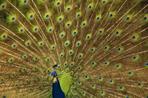 Images Dated 8th May 2020: USA, South Carolina, Charleston. Peacock displaying spring tail feathers