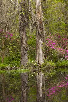 Images Dated 24th April 2020: USA, South Carolina, Charleston. Azaleas blooming along pond