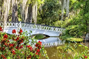 Images Dated 2nd December 2022: USA, South Carolina, Charleston. Magnolia Plantation