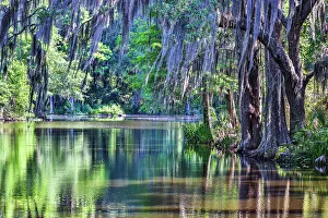 Images Dated 2nd December 2022: USA, South Carolina, Charleston. Magnolia Plantation