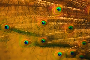 Plumage Prints: USA, South Carolina, Charleston, Peacock feathers