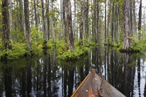 USA, South Carolina, Cypress Gardens. Boat bow in cypress swamp