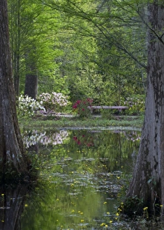Cypress Gardens Prints: USA, South Carolina, Cypress Gardens. Azaleas and trees reflect in swamp water