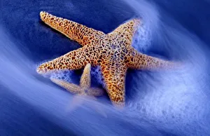 Swirl Prints: USA, South Carolina, Hilton Head Island. Two starfish on beach with ocean water swirling