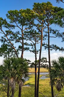 Marsh Prints: USA, South Carolina. Kiawah Island, early morning