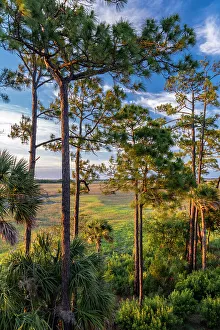 Images Dated 12th January 2024: USA, South Carolina. Kiawah Island, early morning